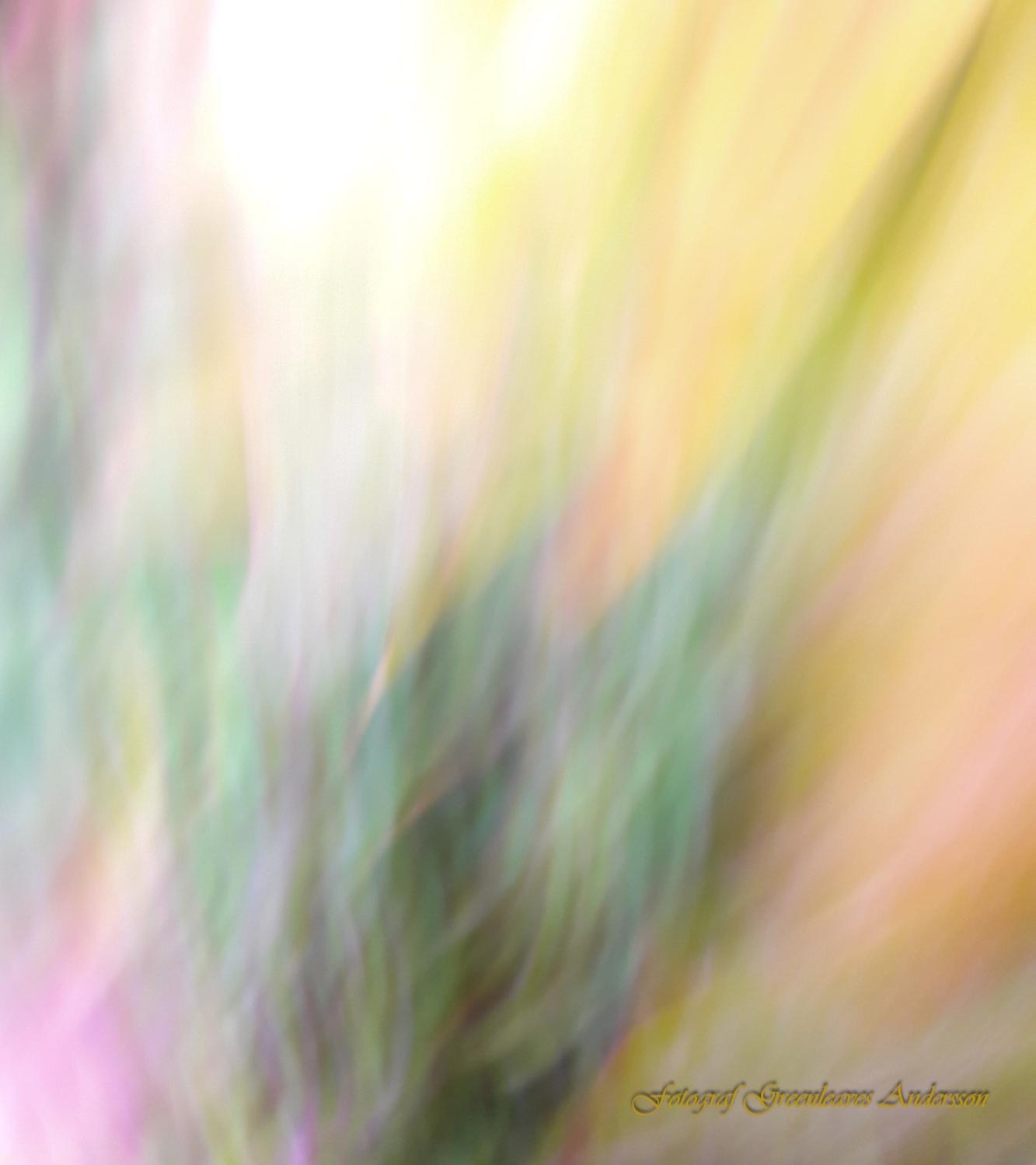 Abstrakt ljusfotografi i gult, grönt och rosa